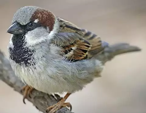 Image of House Sparrow