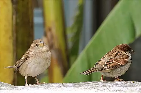 Image of House Sparrow