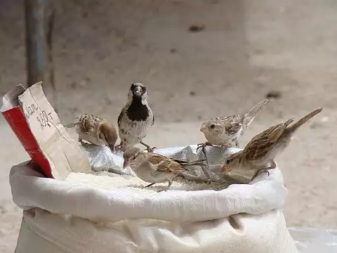 Image of House Sparrow