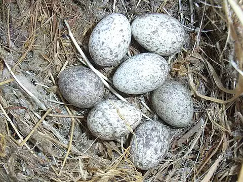 Image of House Sparrow