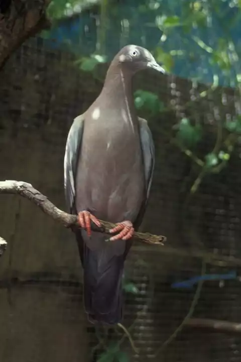 Image of Plain Pigeon