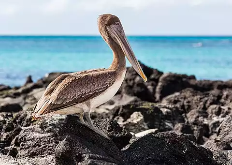 Image of Brown Pelican