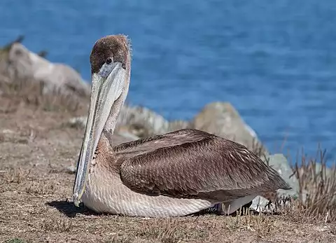 Image of Brown Pelican