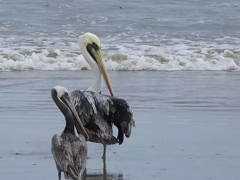 Image of Brown Pelican