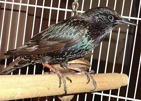 Image of European Starling