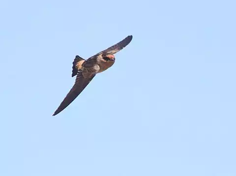 Image of Cave Swallow