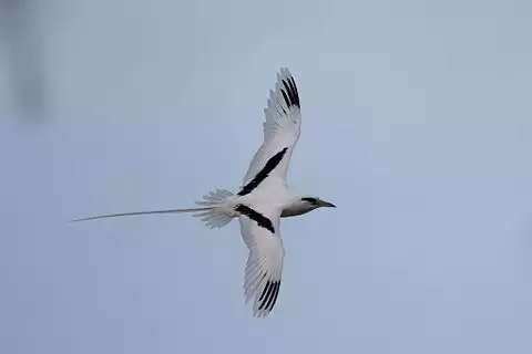 Image of White-tailed Tropicbird