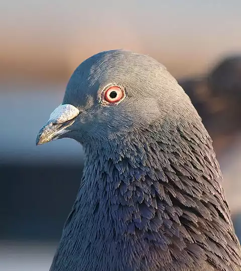 Image of Rock Pigeon