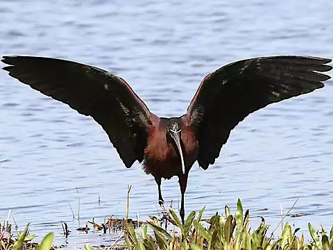 Image of Glossy Ibis