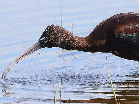 Image of Glossy Ibis