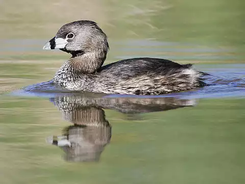 Image of Pied-billed Grebe