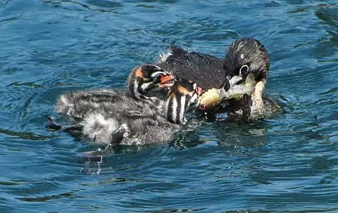 Image of Pied-billed Grebe