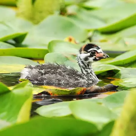 Image of Pied-billed Grebe