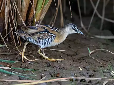 Image of Yellow-breasted Crake