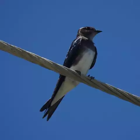 Image of Caribbean Martin