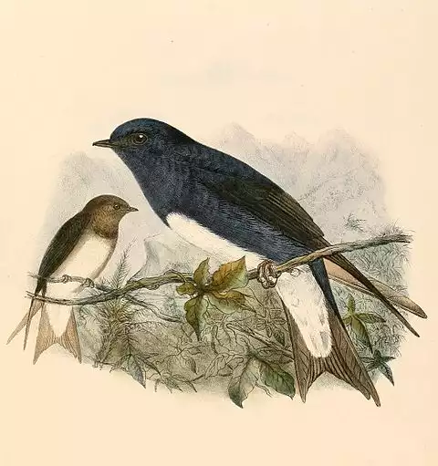 Image of Caribbean Martin