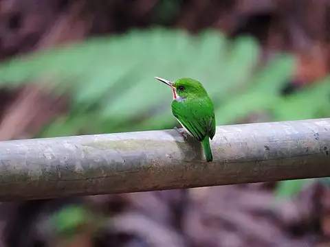 Image of Puerto Rican Tody