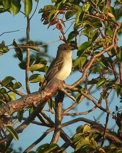 Image of Puerto Rican Flycatcher