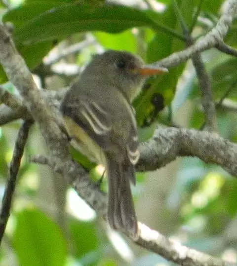 Image of Lesser Antillean Pewee