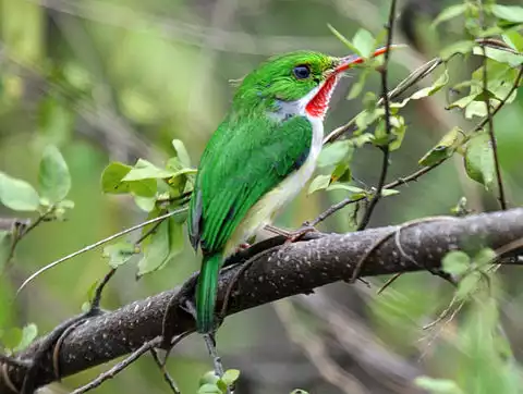 Image of Puerto Rican Tody