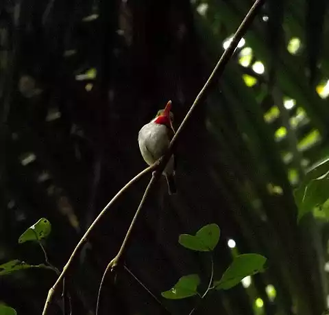 Image of Puerto Rican Tody