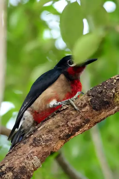 Image of Puerto Rican Woodpecker