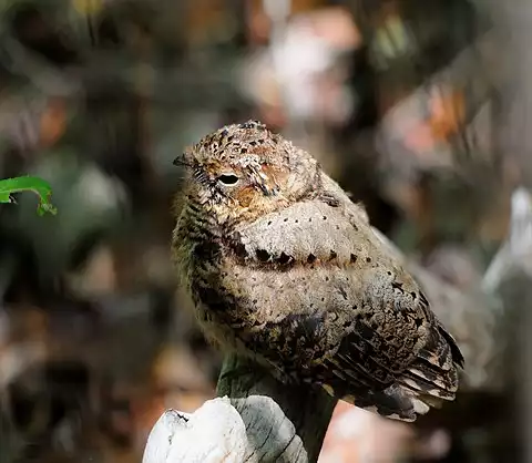 Image of Puerto Rican Nightjar