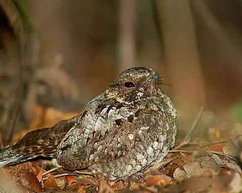 Image of Puerto Rican Nightjar