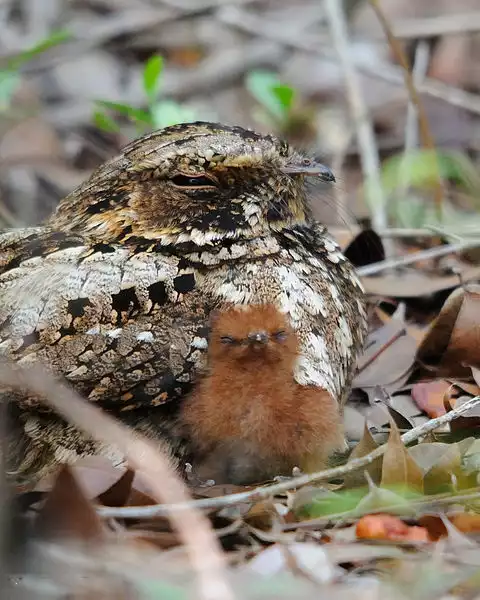 Image of Puerto Rican Nightjar