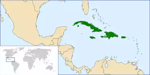 Image of Greater Antillean Grackle