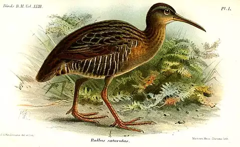 Image of Clapper Rail