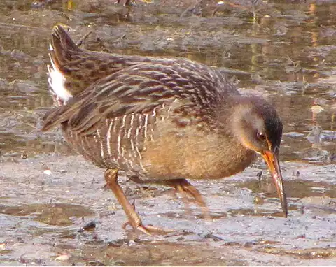 Image of Clapper Rail