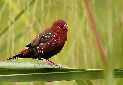 Image of Red Avadavat