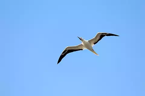 Image of Red-footed Booby