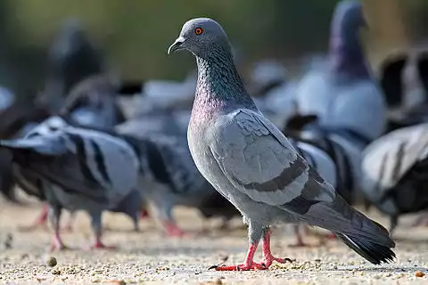 Image of Rock Pigeon