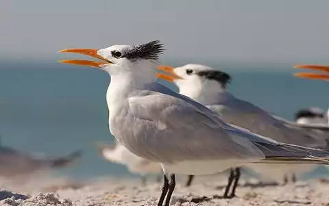 Image of Royal Tern