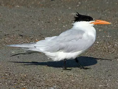 Image of Royal Tern