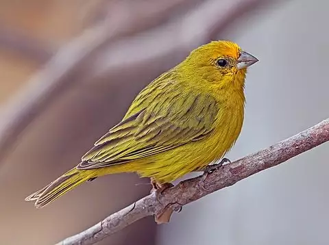 Image of Saffron Finch