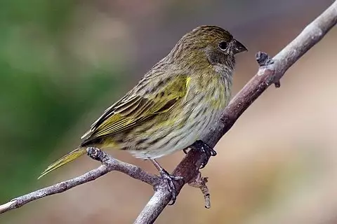 Image of Saffron Finch