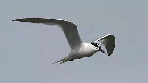 Image of Sandwich Tern