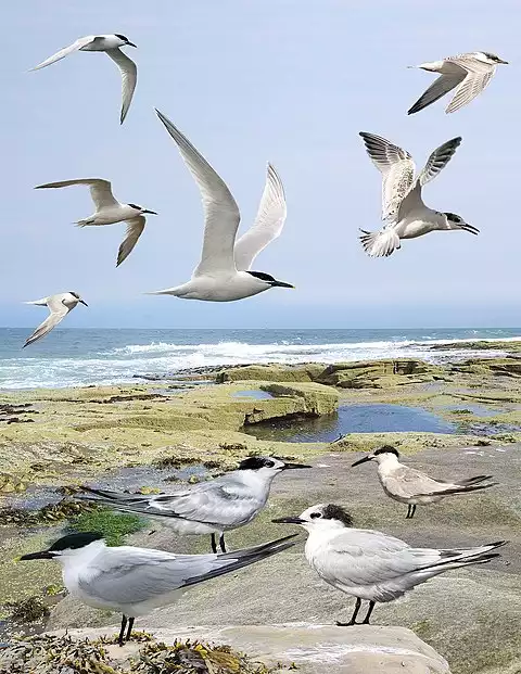 Image of Sandwich Tern