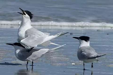 Image of Sandwich Tern