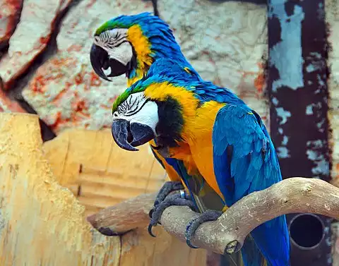 Image of Blue-and-yellow Macaw