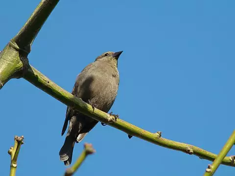 Image of Shiny Cowbird