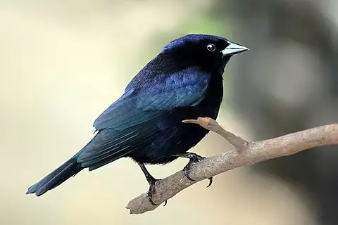 Image of Shiny Cowbird