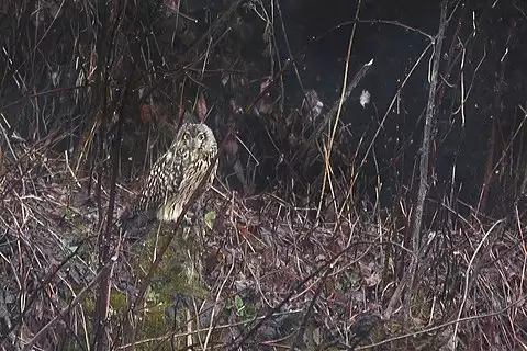 Image of Short-eared Owl