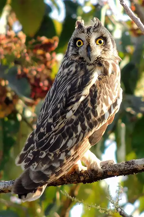 Image of Short-eared Owl