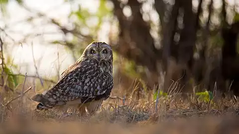 Image of Short-eared Owl