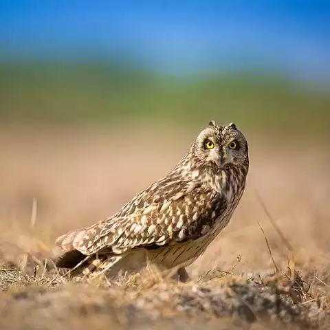 Image of Short-eared Owl