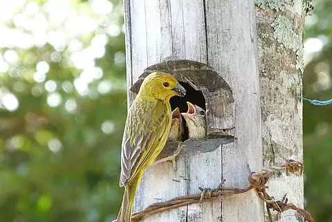 Image of Saffron Finch